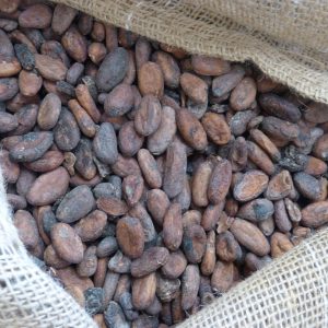 fèves de cacao cru